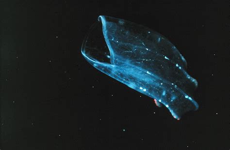 Ctenophore Beroe Sp Swimming With Open Mouth At Left This Animal Is