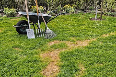 Should You Repair Or Renovate Your Lawn