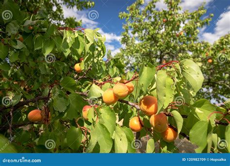Ripe Apricots Growing In Homegrown Fruit Orchard Apricots Ready Stock