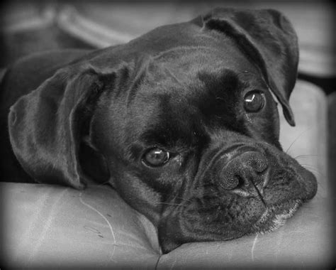 The Boxer Lab Mix Your Ultimate Breed Information Guide Your Dog