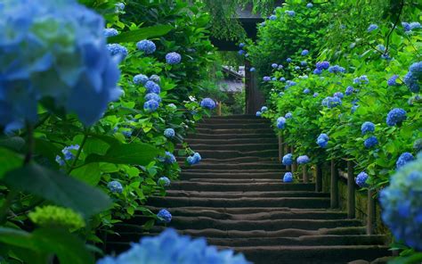 Hydrangea Garden Wallpapers Wallpaper Cave