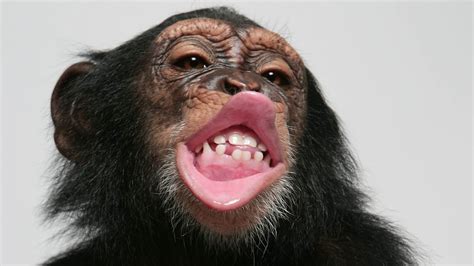 Speech Like Signature Chimpanzees Lip Smacks Rhythm May Offer Clues
