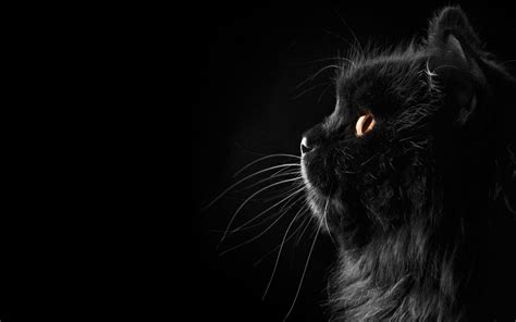 Free Download Persian Cat Face Cat Persian Black Female Profile