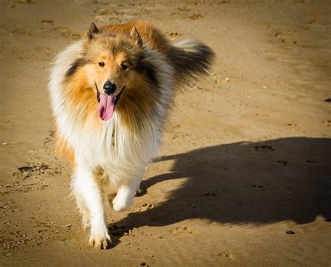 Lassie Dog Pictures Images And Stock Photos Istock