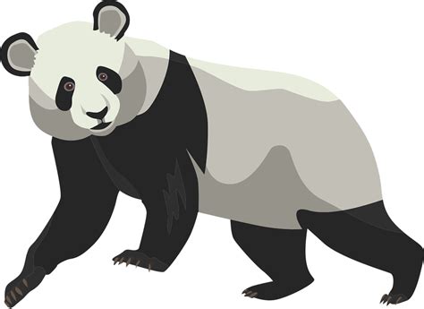 Download Transparent Panda Bear Png Dibujos De Osos Panda Clipartkey