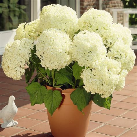 Hydrangea Arborescens Annabelle Large Plant Shrubs And Roses