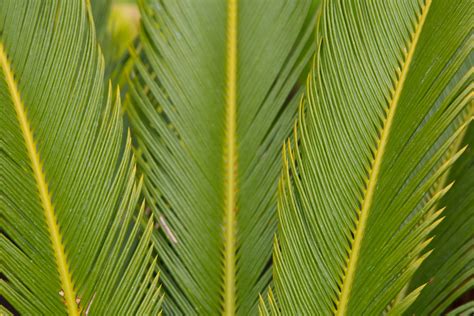 Green Leaves Free Stock Photo Public Domain Pictures