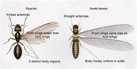 Winged Termites And Flying Ants Know The Difference