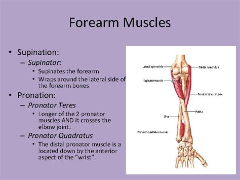 Muscles Of The Hand Wrist And Forearm Mr