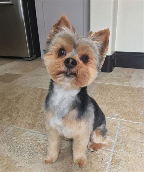 60 Best Yorkie Haircuts For Males And Females The Paws Yorkie