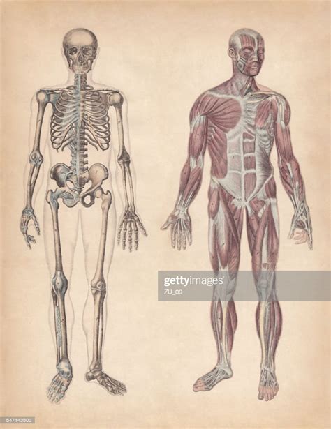 Human Skeleton And Muscles Handcoloured Engraving Published In 1861