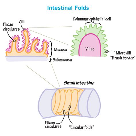 Biochemistry Glossary Intestinal Folding Villi And Microvilli Ditki Medical And Biological Sciences