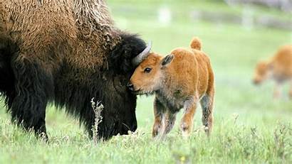 Bison Wallpapers American Animal Backgrounds