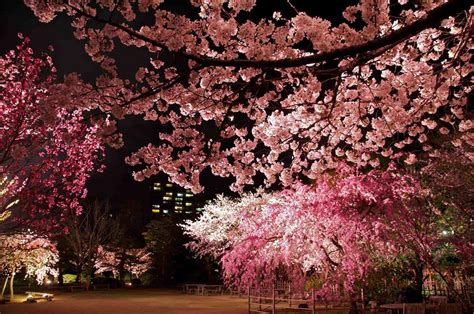 Cherry Blossom Yozakura Night Viewing Gethiroshima