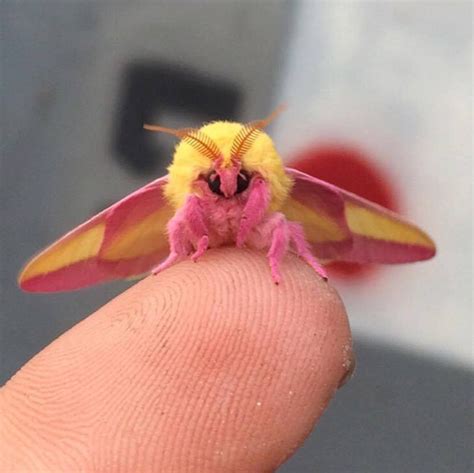 This Colorful Rosy Maple Moth Is An Eye Catching Garden Visitor