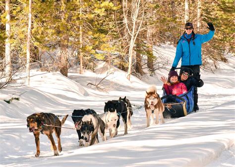 Dog Sledding In Canmore With Howling Dog Tours The Banff Blog