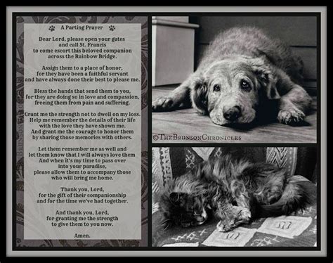 The 25 Best Dog Poems Ideas On Pinterest Dog Loss Poem Rainbow