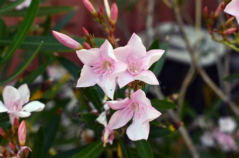 Selective Focus Shot Of Beautiful Light Pink Oleander Flowers Stock