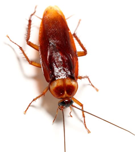 For instance, yours truly had the distinct privilege of a german roach treatment a few months ago. Cockroach Treatments - Cairns Pest Removal - Peter & Paul ...
