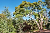 What Does a Eucalyptus Tree Look Like? - My Heart Lives Here