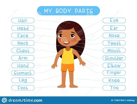 My Body Parts Educational Infographic Kids Poster Vector