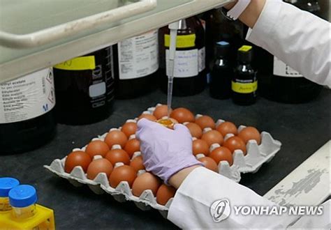제2의 살충제 계란 사태 막는다 산란계 농가 전문업체서 소독 매일경제