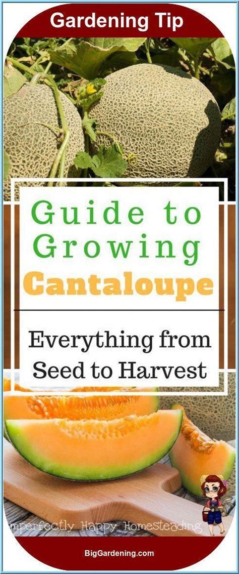 Dense vegetation may also lead to humid conditions on the soil. Growing Cantaloupe a guide for your garden Everything you ...