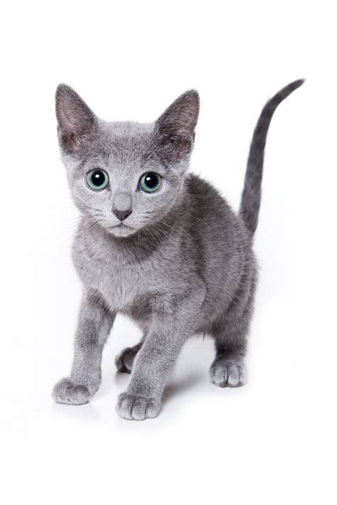 The Angel Of Cuteness Russian Blue Cat Personality Cat Appy