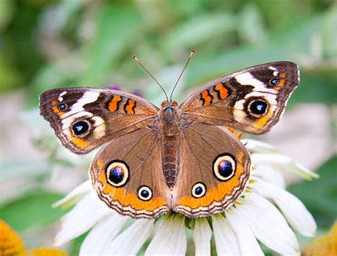 Common Buckeye Butterfly Stock Photos Pictures And Royalty Free Images