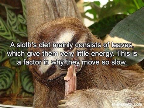 15 Facts About Sloths To Help You Impress Your Friends Sloth Facts
