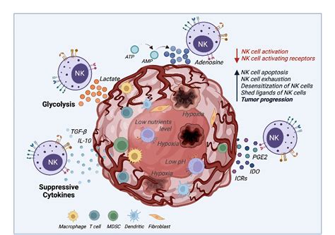 Figure 2 From The Application Of Autologous Cancer Immunotherapies In