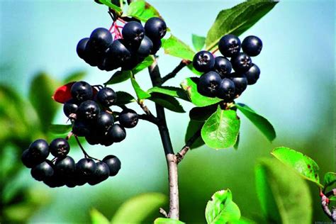 Les Propriétés Et Bienfaits Des Fruits Noirs Plantes Et Santé