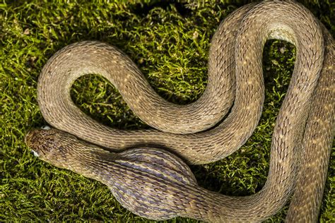 Egg Eating Snake Iii Photograph By Mike Raabe