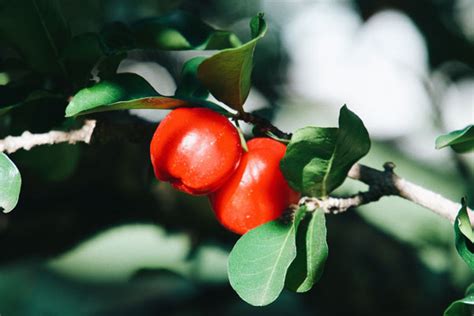 How To Grow Acerola Cherries
