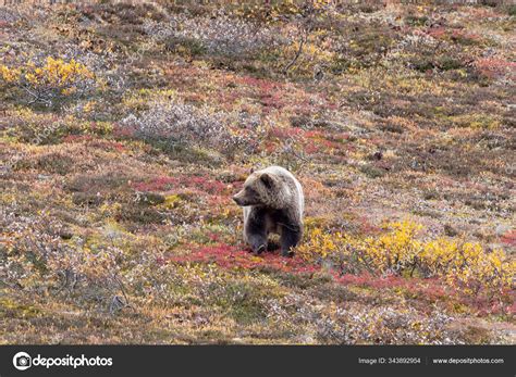 Grizzly Bear Denali National Park Alaska Autumn Stock Photo By