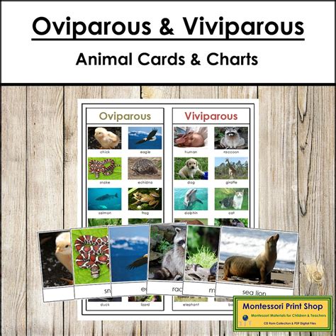 Oviparous And Viviparous Animals Sorting Cards And Control Chart Zoology