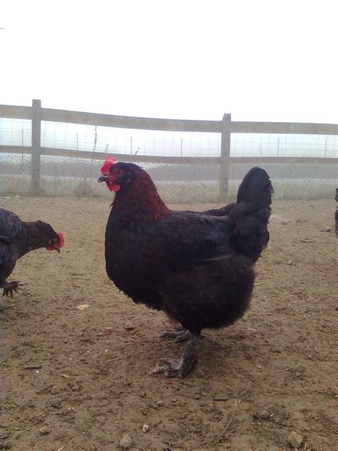 Es zählt zu den zweinutzungshühner, was bedeutet, dass sowohl ihre eier verwendet werden, als auch die hühner selbst als schlachttiere benützt werden. Maran in schwarz-kupfer - www.freiland-tiere.de