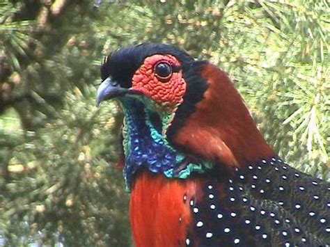 Western Tragopan Tragopan Melanocephalus Other