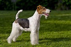 The Ultimate List of Terrier Dog Breeds | Canna-Pet®