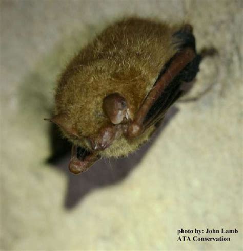 Tennessee Watchable Wildlife Tri Colored Bat Formerly Eastern