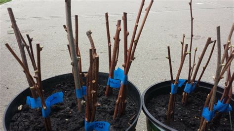 3 Mcintosh Apple Fruit Tree Cutting Rooting Grafting Scion Etsy