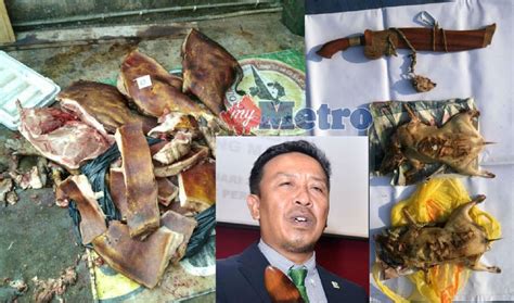 Return to penolong pegawai tadbir kementerian pendidikan malaysia (kpm) bahagian genius. Gian makan daging monyet dan sawa! | Harian Metro