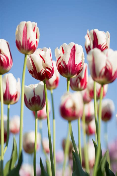 Tulip Flower Pink And White Hd Photo By Kwang Mathurosemontri