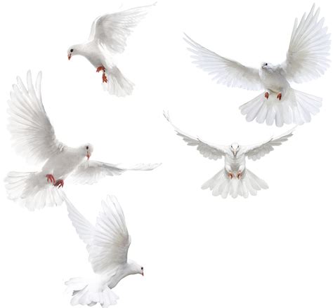 Download White Dove Png Tong Kosong