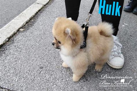 Health and parentage concerns are usually a major thing to consider with the above options. Malte pomeranian puppy black and teenPomeranian puppies for sale | BO Price | Boo Puppy ...