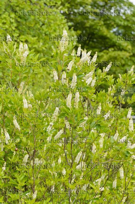 Image Sweet Pepper Bush Clethra Alnifolia 571027 Images Of Plants