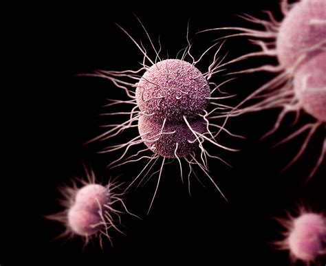 Gonorrhea May Become Untreatable Cdc Warns The Science Explorer