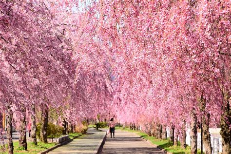 Best Cherry Blossom Spots In Tohoku Japan Web Magazine