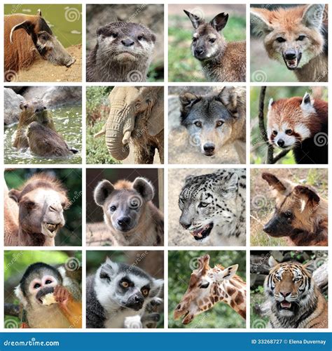 Animal Mammals Collage Royalty Free Stock Photography Image 33268727