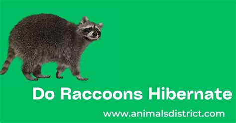 Do Raccoons Hibernate All You Need To Know 2023